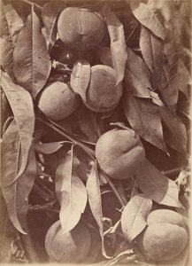 (Brzoskwinia)